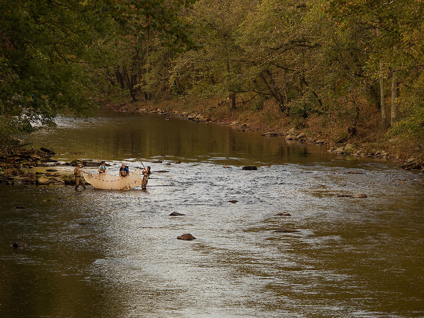 Search for the Maryland darter